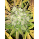 Hell on Wheels - Jinxproof Genetics