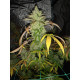 Hell on Wheels - Jinxproof Genetics
