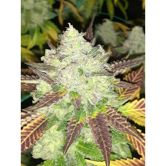 Hell on Wheels - Jinxproof Genetics