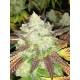 Hell on Wheels - Jinxproof Genetics
