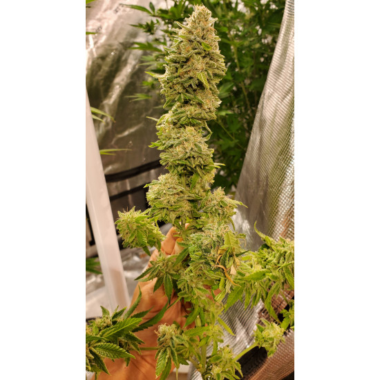 Hell on Wheels - Jinxproof Genetics