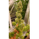 Hell on Wheels - Jinxproof Genetics