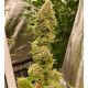 Hell on Wheels - Jinxproof Genetics