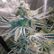 Hell on Wheels - Jinxproof Genetics