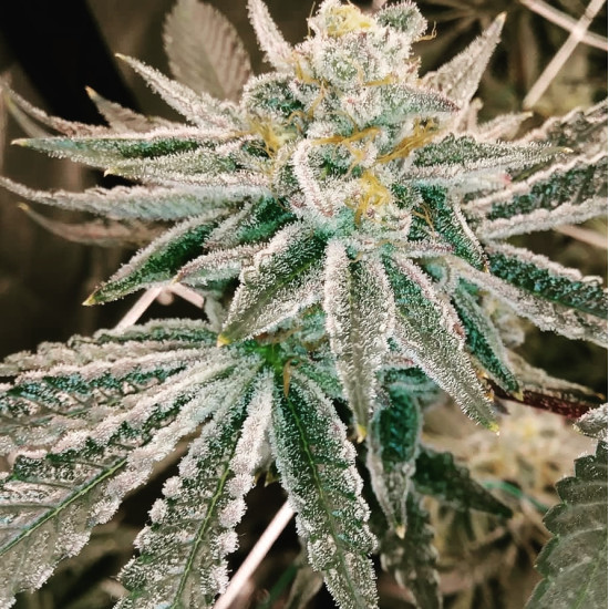 Hell on Wheels - Jinxproof Genetics