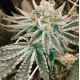 Hell on Wheels - Jinxproof Genetics