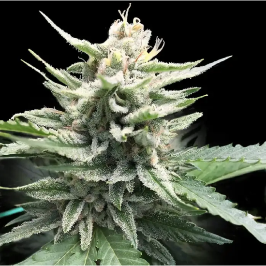Honey Banana - Elemental Seeds