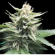 Honey Banana - Elemental Seeds