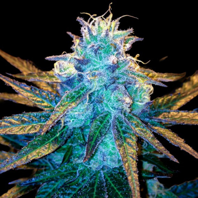 Honey Banana - Elemental Seeds