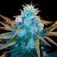 Honey Banana - Elemental Seeds