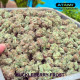 Huckleberry Frost - Head Honcho Genetics