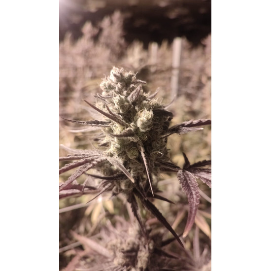 Huckleberry Frost - Head Honcho Genetics