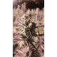 Huckleberry Frost - Head Honcho Genetics