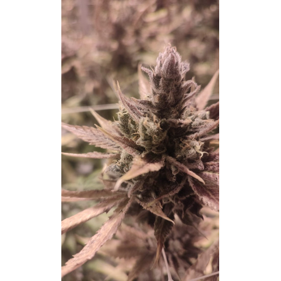 Huckleberry Frost - Head Honcho Genetics