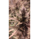 Huckleberry Frost - Head Honcho Genetics