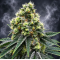 Jet Fuel Gelato - Compound Genetics
