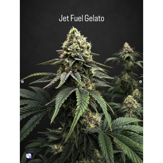 Jet Fuel Gelato - Compound Genetics