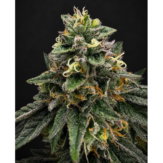 Jet Fuel Gelato - Compound Genetics