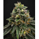 Jet Fuel Gelato - Compound Genetics