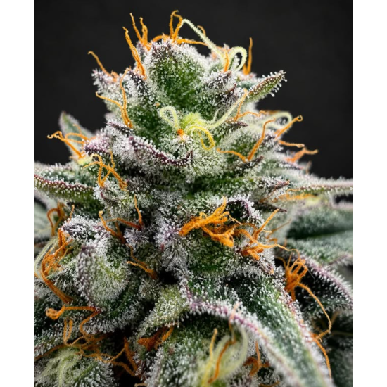 Jet Fuel Gelato - Compound Genetics