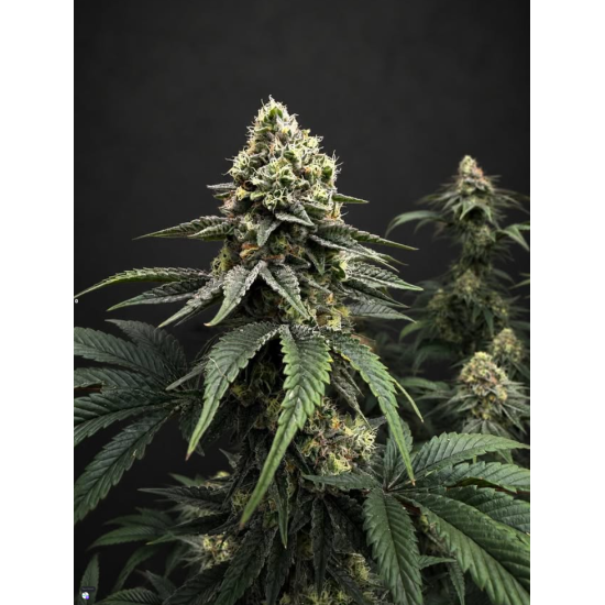 Jet Fuel Gelato - Compound Genetics