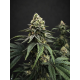 Jet Fuel Gelato - Compound Genetics