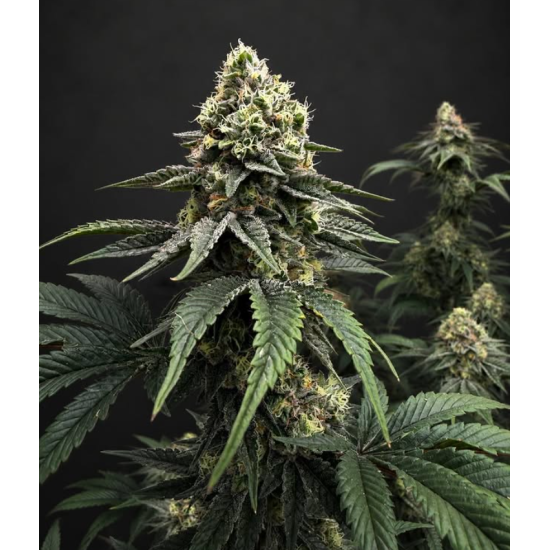 Jet Fuel Gelato - Compound Genetics