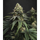 Jet Fuel Gelato - Compound Genetics