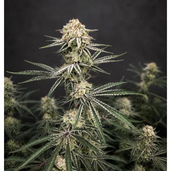 Jet Fuel Gelato - Compound Genetics