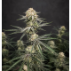 Jet Fuel Gelato - Compound Genetics