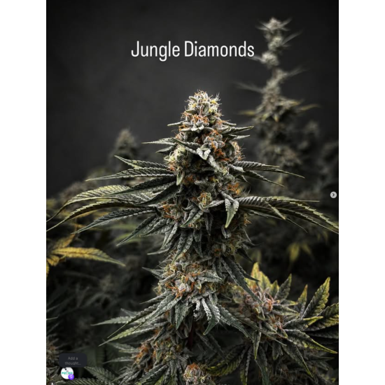 Jungle Diamonds - In House Genetics