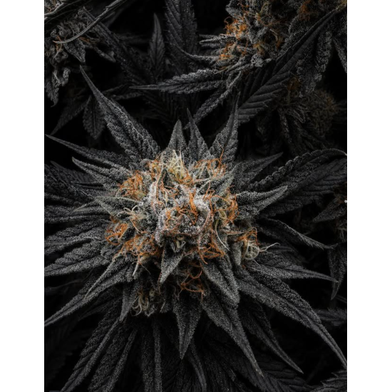 Jungle Diamonds - In House Genetics