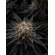 Jungle Diamonds - In House Genetics