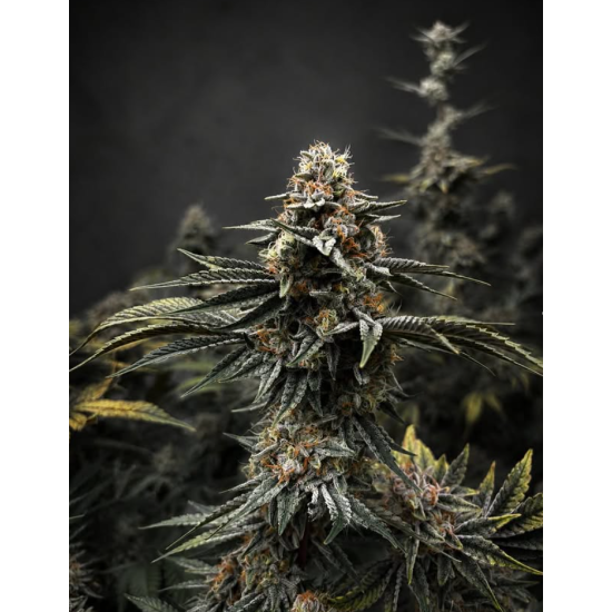 Jungle Diamonds - In House Genetics