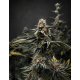 Jungle Diamonds - In House Genetics