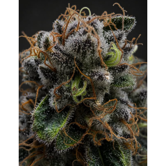 Jungle Diamonds - In House Genetics