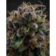 Jungle Diamonds - In House Genetics
