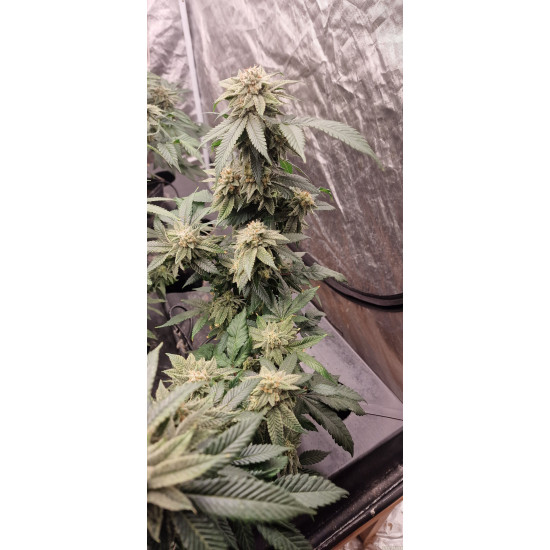 King’s Juice - Green House Seed Co.
