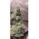 King’s Juice - Green House Seed Co.