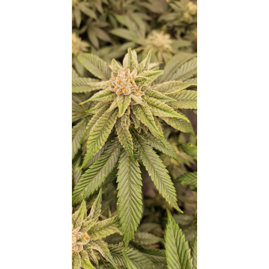 King’s Juice - Green House Seed Co.