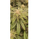 King’s Juice - Green House Seed Co.