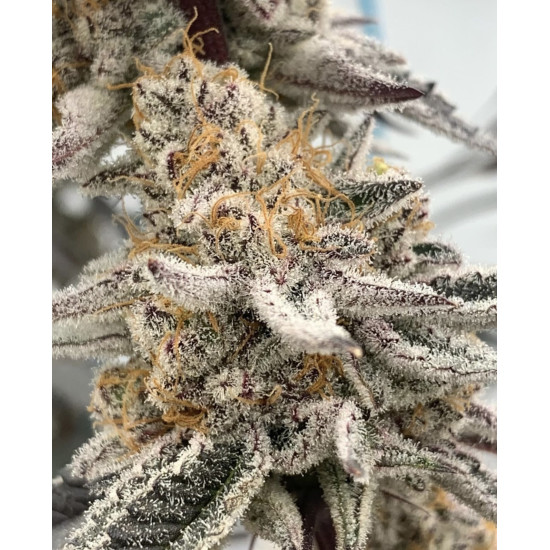 Mango Madness - In House Genetics