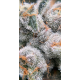 Mango Madness - In House Genetics