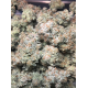 Mango Madness - In House Genetics