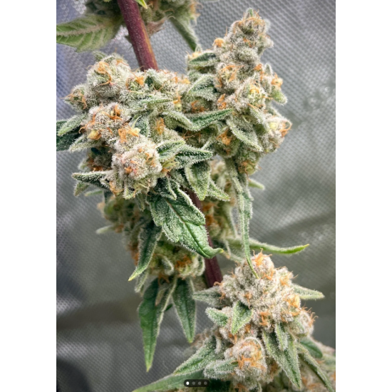 Mango Madness - In House Genetics