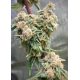 Mango Madness - In House Genetics