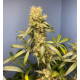 Mango Madness - In House Genetics