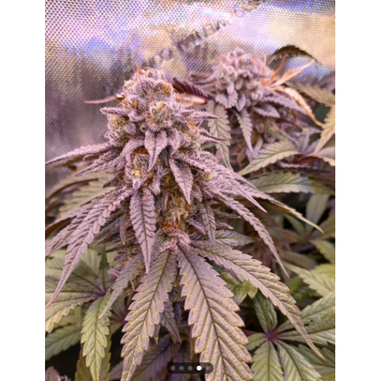 Mango Madness - In House Genetics
