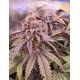 Mango Madness - In House Genetics