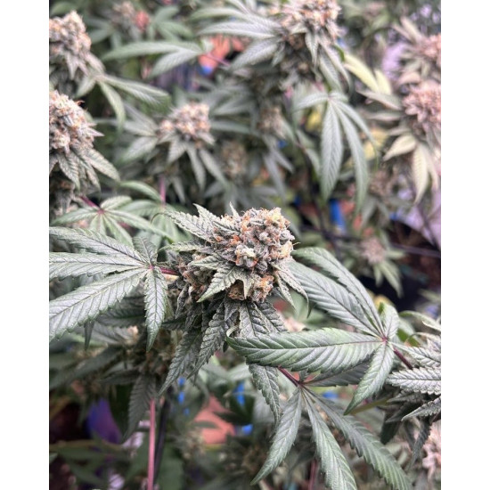 Pau Hana - 808 Genetics